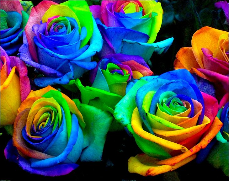 اغرس وردة في بستان منتدى ملاك الروح - صفحة 4 189802,xcitefun-rainbow-roses-1