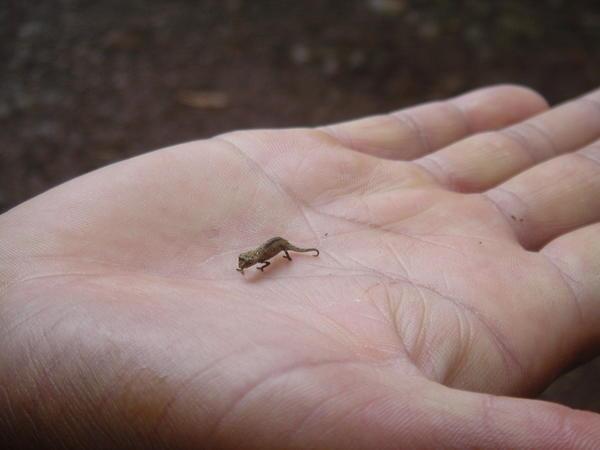 Smallest Animals in the World - XciteFun.net