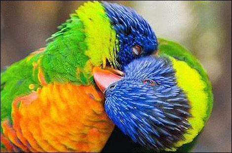 Animal kisses pictures