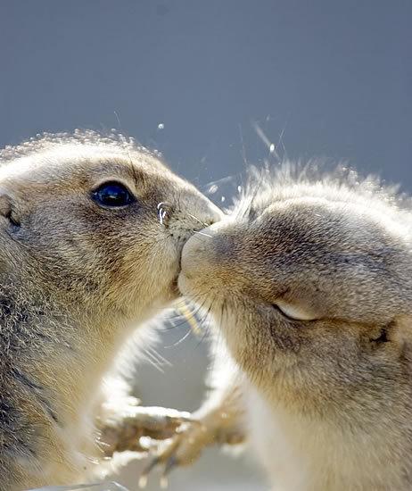 Animal kisses pictures