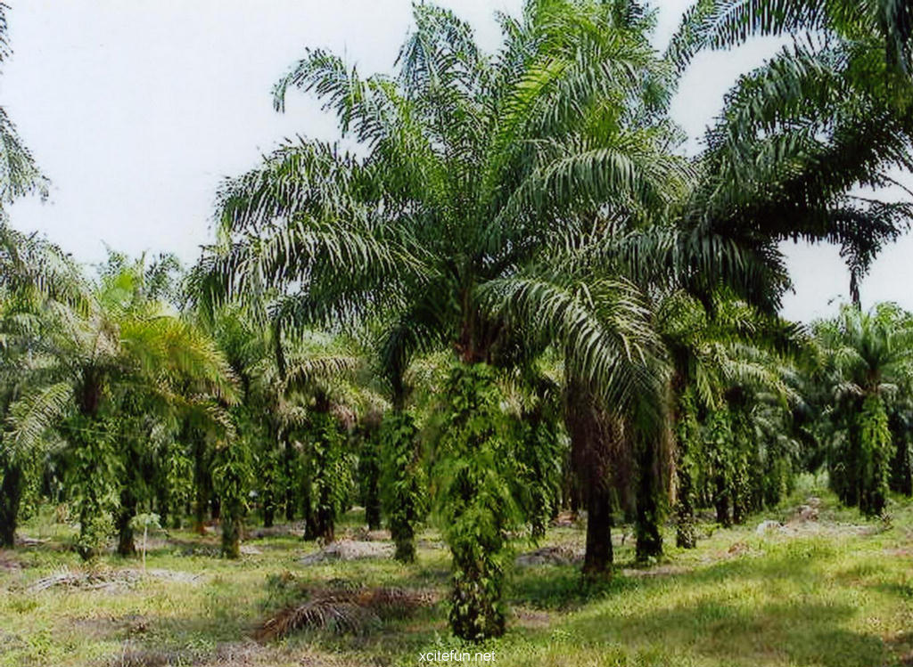 Beauty Of The palm Forests - XciteFun.net