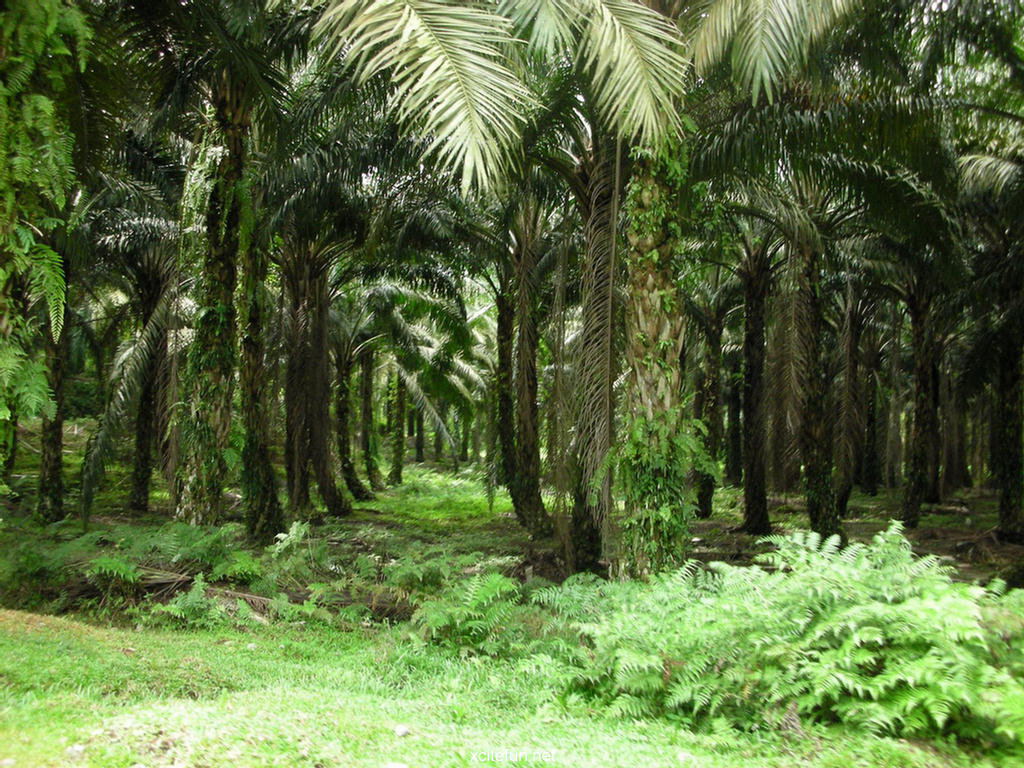 Beauty Of The palm Forests - XciteFun.net