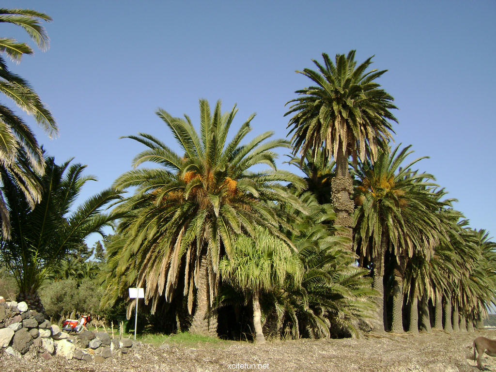 Beauty Of The palm Forests - XciteFun.net