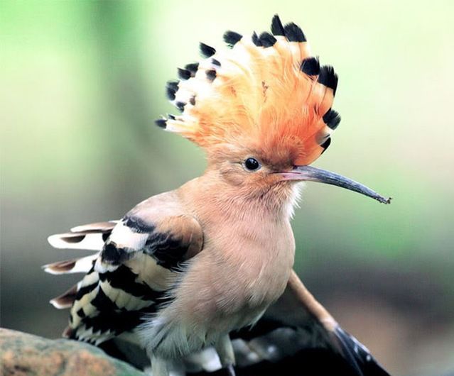 rare-photos-of-rare-birds-xcitefun