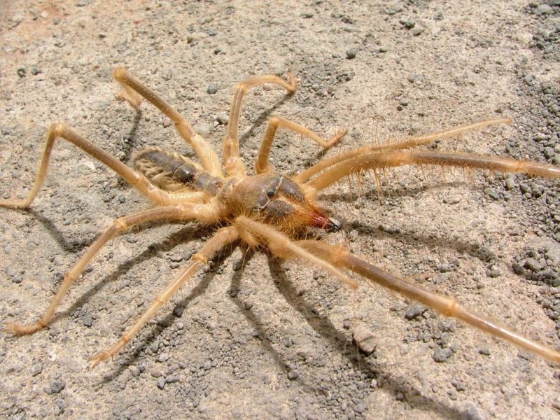 Camel Spider Info