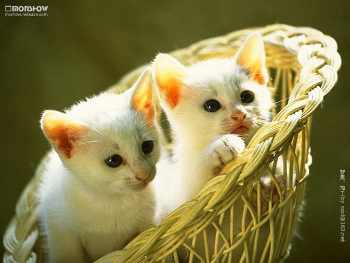 اجمل قطط في العالم  204685,xcitefun-beautiful-couple-cat-photos-8