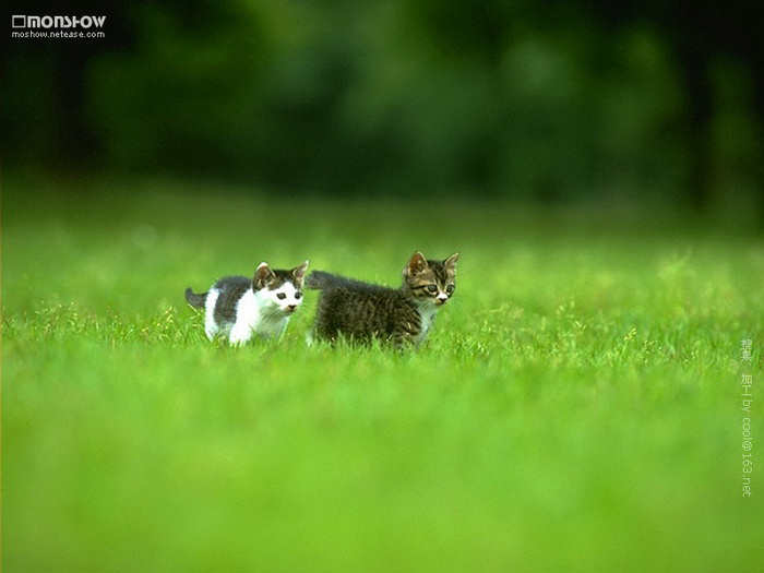 اجمل قطط في العالم  204687,xcitefun-beautiful-couple-cat-photos-6