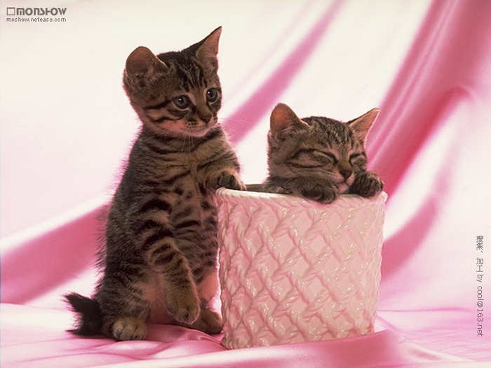 اجمل قطط في العالم  204688,xcitefun-beautiful-couple-cat-photos-5