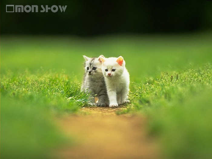  بصورة حيوانك المفضل  - صفحة 85 204691,xcitefun-beautiful-couple-cat-photos-2