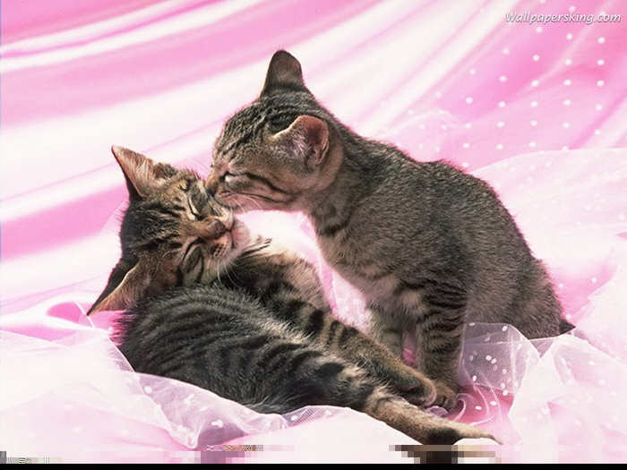 اجمل قطط في العالم  204695,xcitefun-beautiful-couple-cat-photos-12