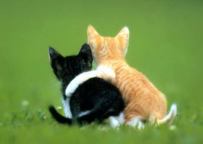 لمن يحب القطط  204697,xcitefun-beautiful-couple-cat-photos-13