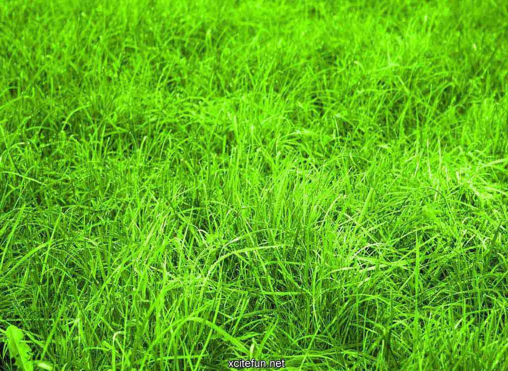 desktop wallpaper nature green. Desktop Wallpapers. Lush