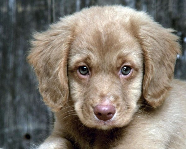 Most Beautiful Small Dogs Most Beautiful Small Dogs