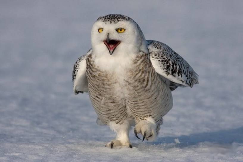 Snowy Owls - XciteFun.net