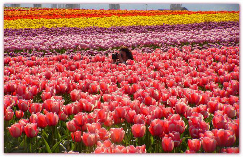 بستان ورد ملاك الروح 3 - صفحة 15 223408,xcitefun-field-of-tulips-10