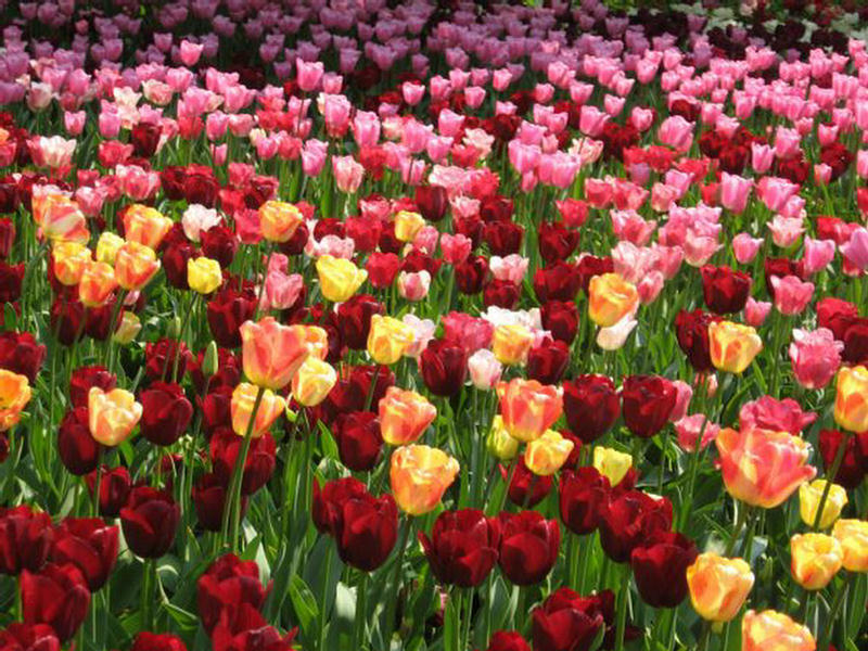 بستان ورد ملاك الروح 3 - صفحة 15 223409,xcitefun-field-of-tulips-9