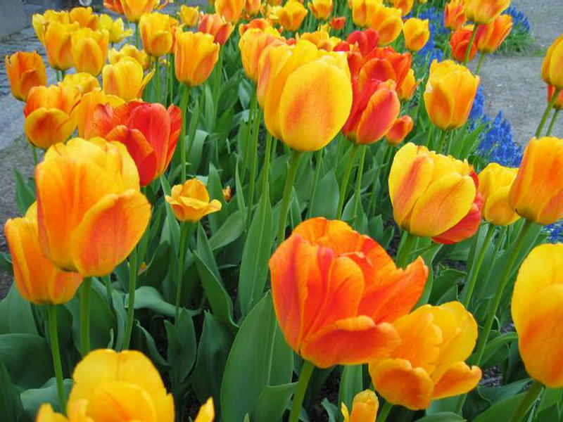 بستان ورد ملاك الروح 3 - صفحة 14 223410,xcitefun-field-of-tulips-8