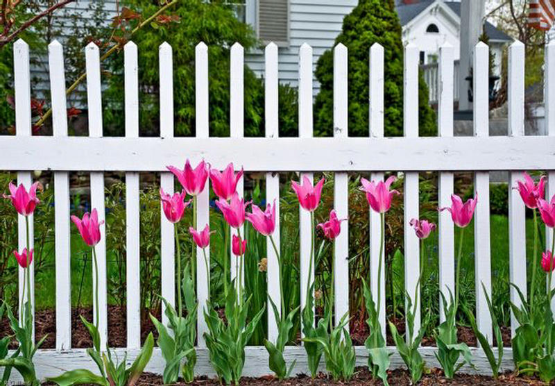 بستان ورد ملاك الروح 3 - صفحة 14 223411,xcitefun-field-of-tulips-7