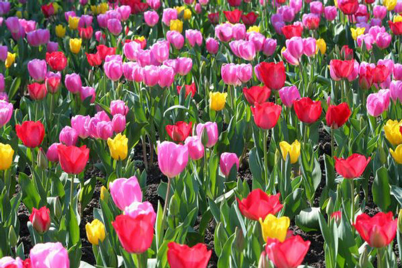 اجمل زهور في العالم رووووعة تجنن  223417,xcitefun-field-of-tulips-1