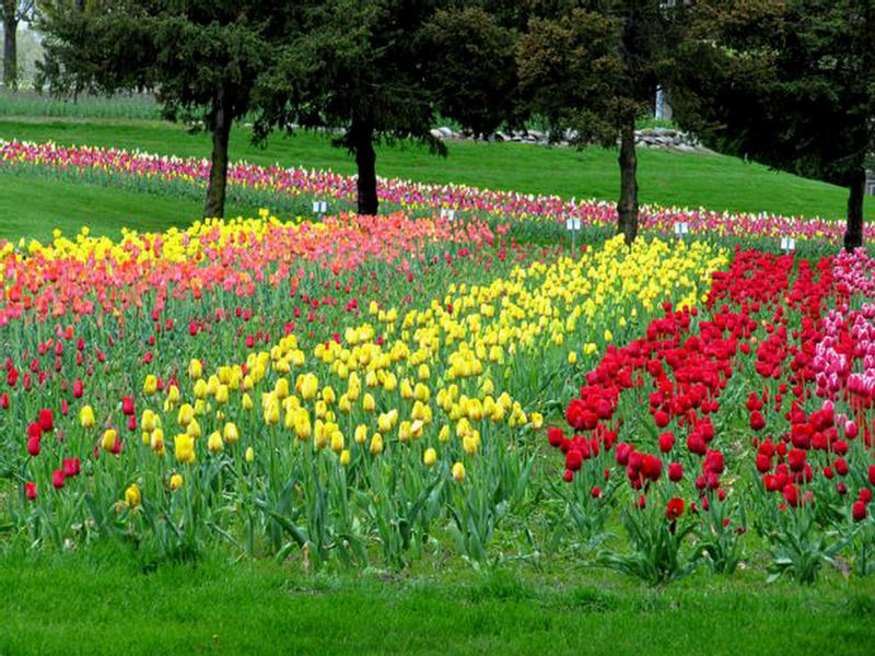 بستان ورد ملاك الروح 3 - صفحة 15 223424,xcitefun-field-of-tulips-11