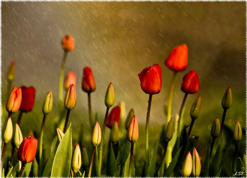 اجمل زهور في العالم رووووعة تجنن  223425,xcitefun-field-of-tulips-18