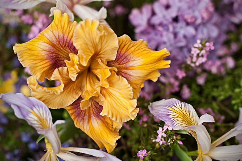اجمل صور الورد اجمل صورا لزهور 2011 223428,xcitefun-iises-8