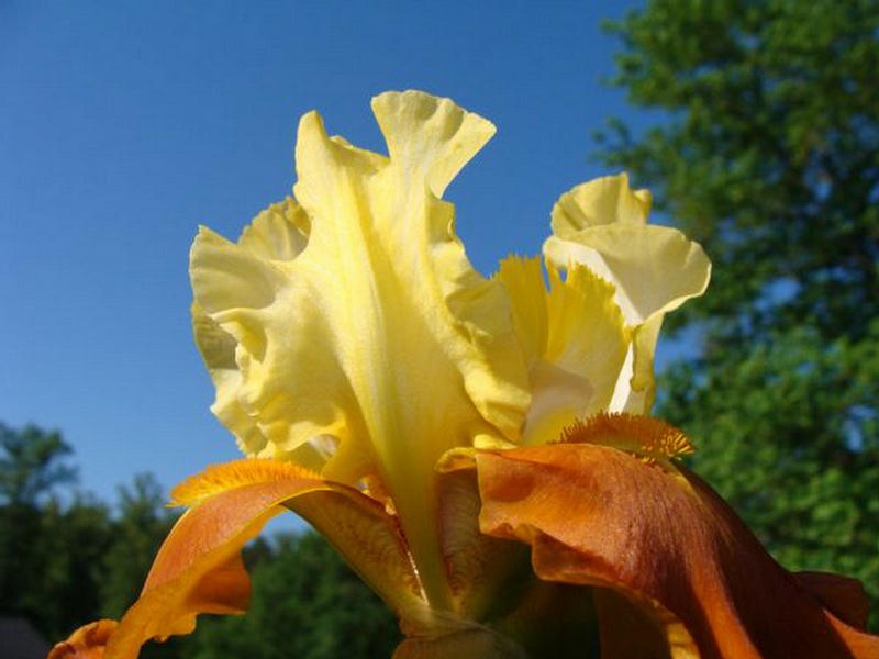 اجمل صور الورد اجمل صورا لزهور 2011 223441,xcitefun-iises-14
