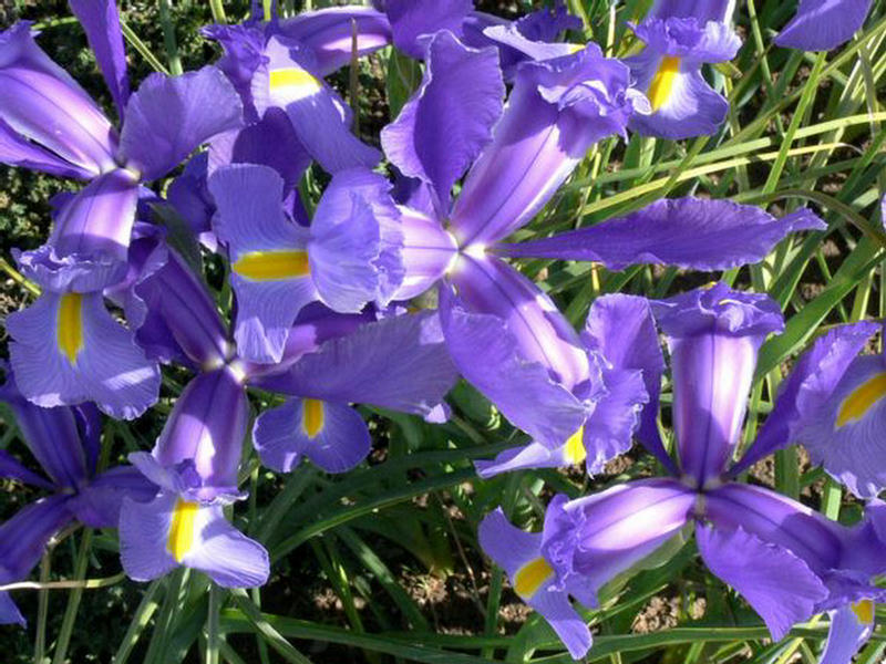 اجمل صور الورد اجمل صورا لزهور 2011 223444,xcitefun-iises-11