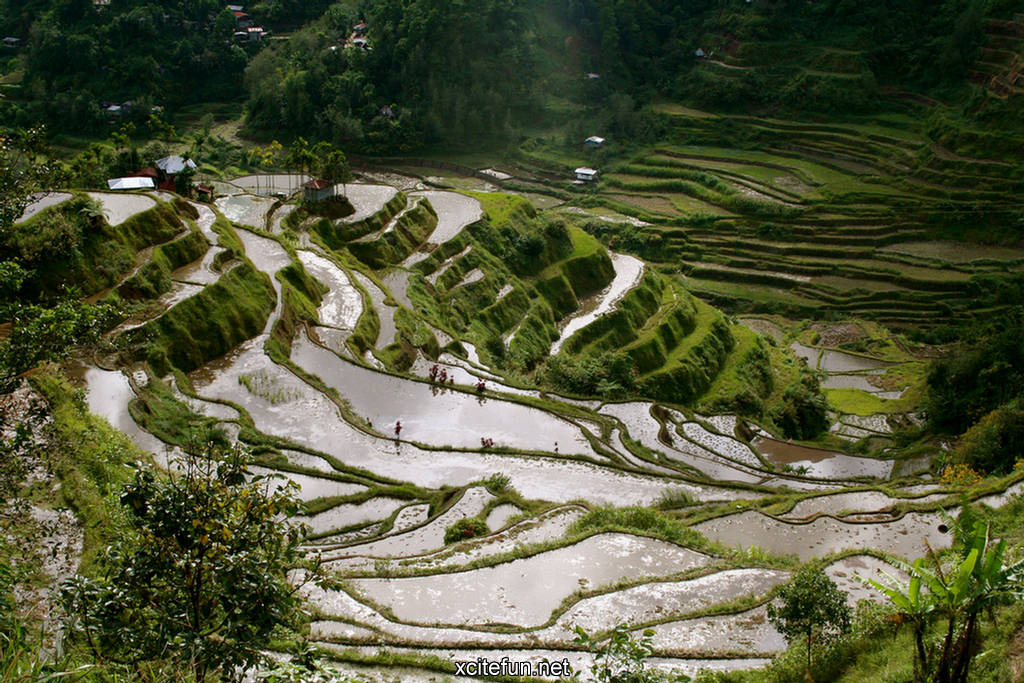 Banaue Rice Terraces Banaue