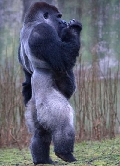 Gorilla Walking On Two Legs - XciteFun.net