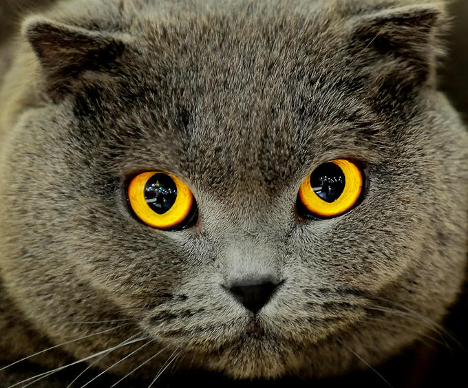 23 Awesome Cat Eye Photos - XciteFun.net