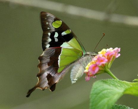 Beautiful Swallowtail Butterflies