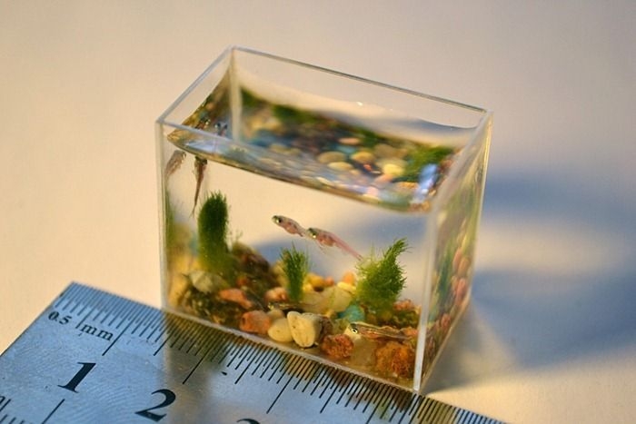 Worlds Smallest Aquarium  Put It In Your Pocket
