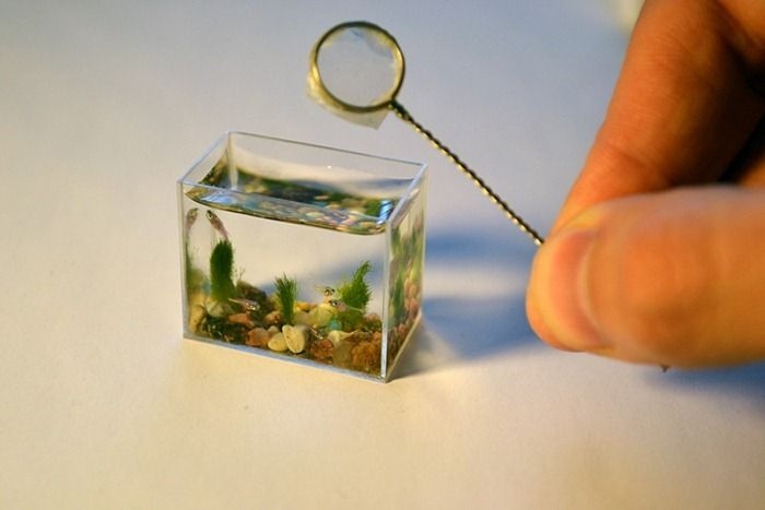 Worlds Smallest Aquarium  Put It In Your Pocket