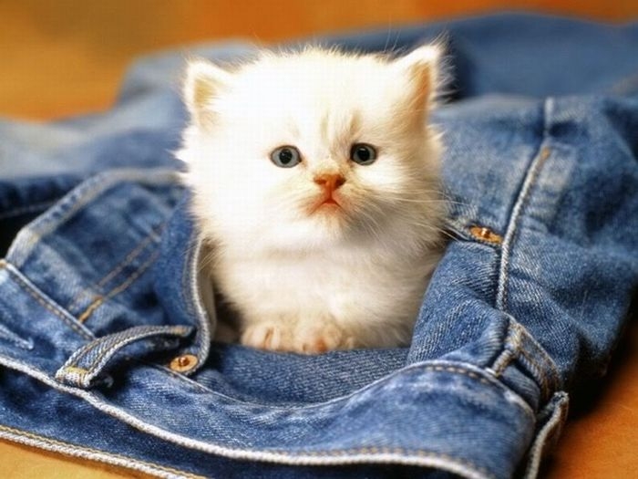 Cute Kittens In Pocket