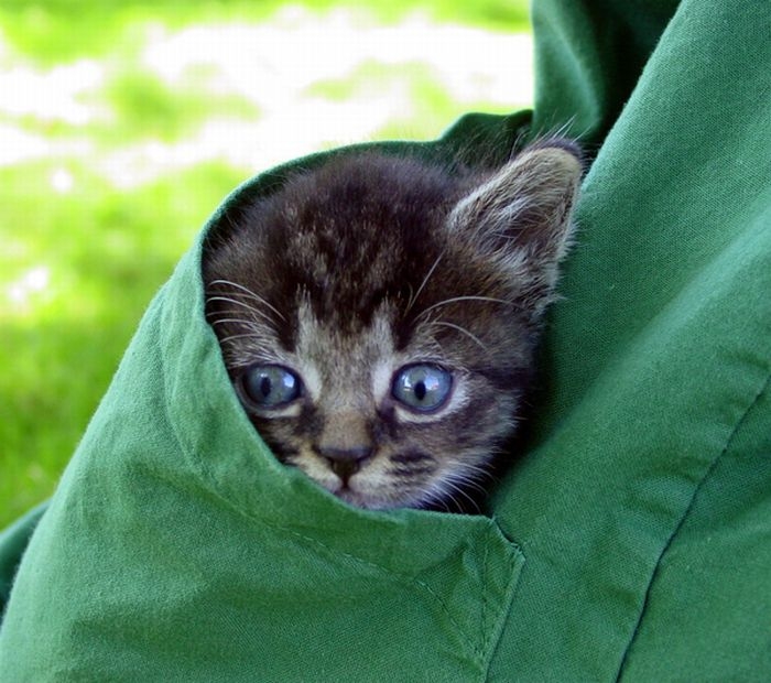 Cute Kittens In Pocket