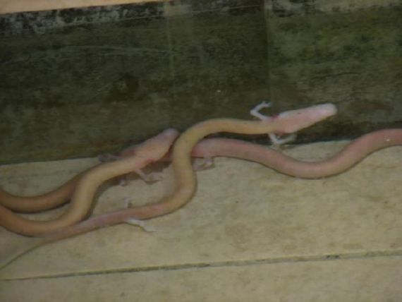 Human Fish  The Olm Cave Creature