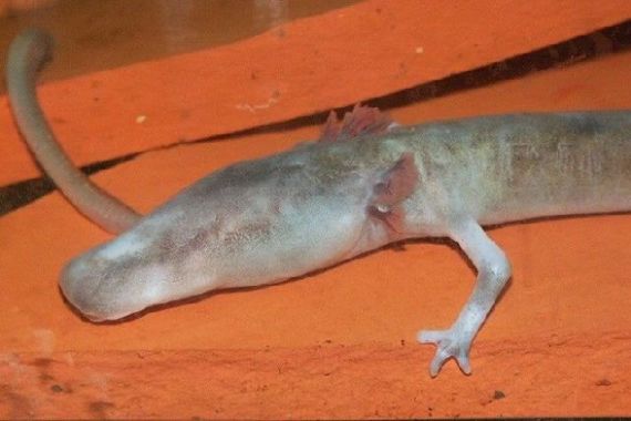 Human Fish  The Olm Cave Creature