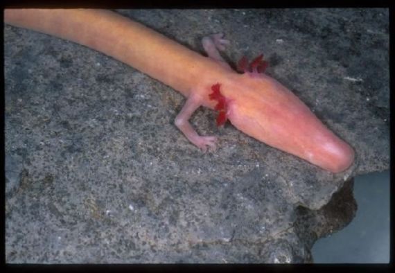 Human Fish  The Olm Cave Creature