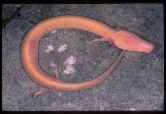 Human Fish  The Olm Cave Creature