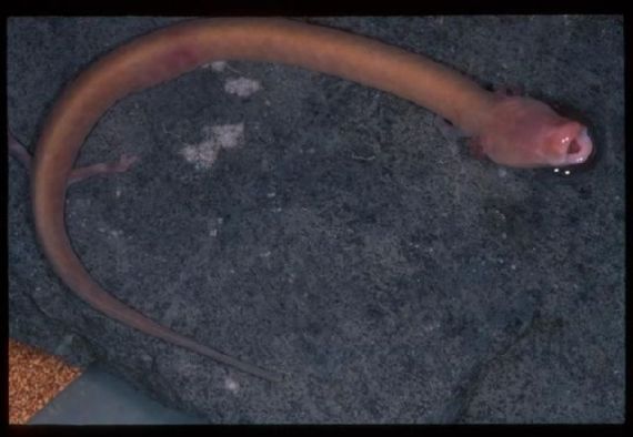 Human Fish  The Olm Cave Creature