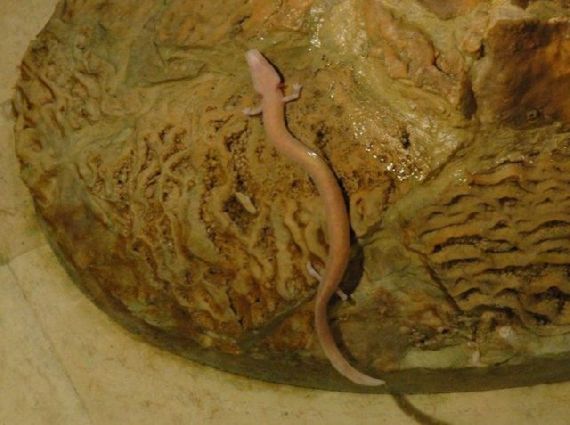 Human Fish  The Olm Cave Creature