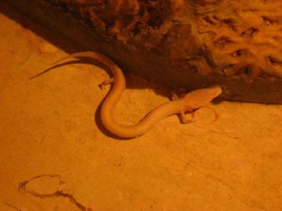 Human Fish  The Olm Cave Creature