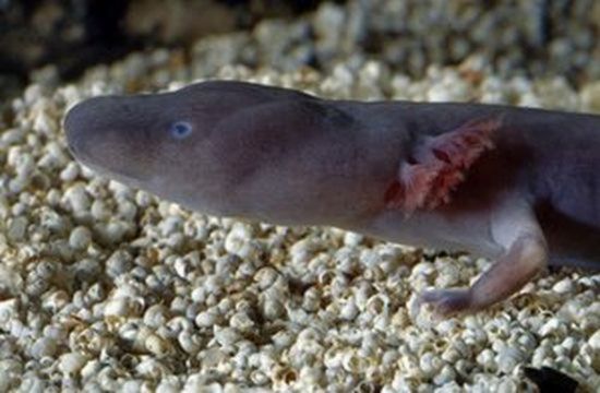 Human Fish  The Olm Cave Creature