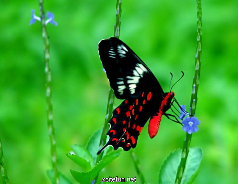 Butterfly Beautiful Pictures