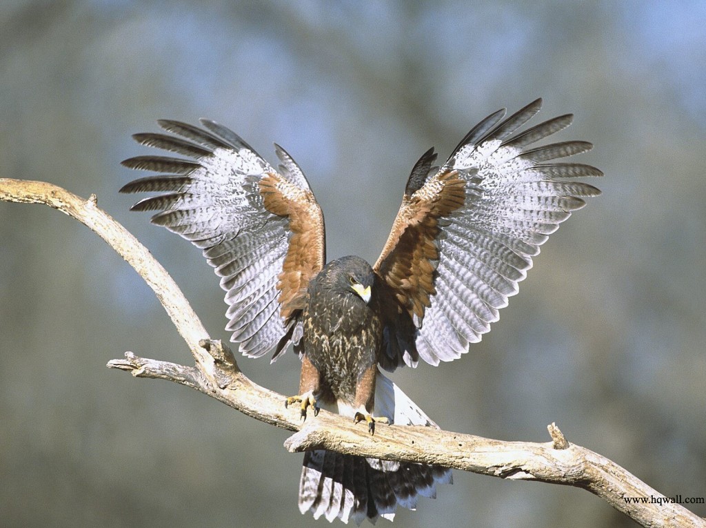 Bird Of Prey&hellip;.EAGLE - XciteFun.net