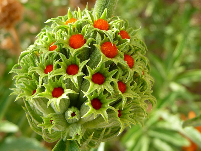 Beautiful Weird Flowers 