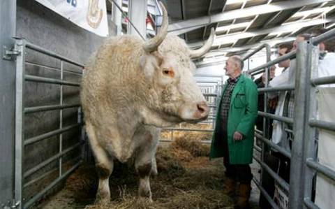 Largest Bull In The World