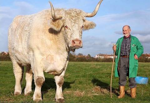 Largest Bull In The World