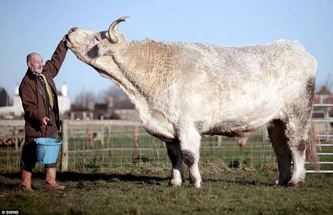 Largest Bull In The World